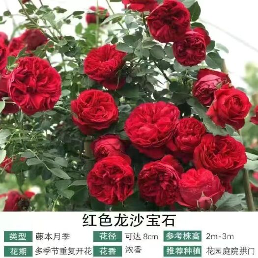 沭阳县藤本月季花苗特大花卉浓香庭院室外爬藤植物四季开花玫瑰欧月蔷薇