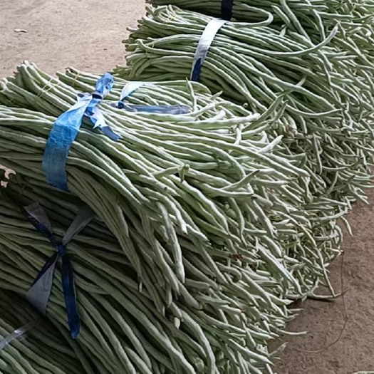 横州市豆角大量上市一手货源有需要的采购商可以长期合作。￼