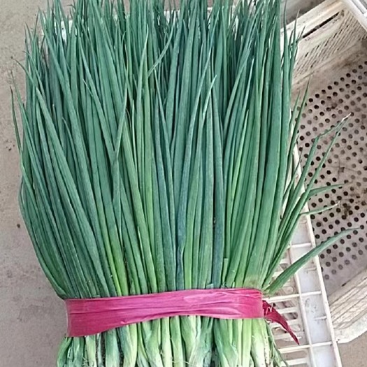 邯郸河北邯郸精品小葱刚葱香葱