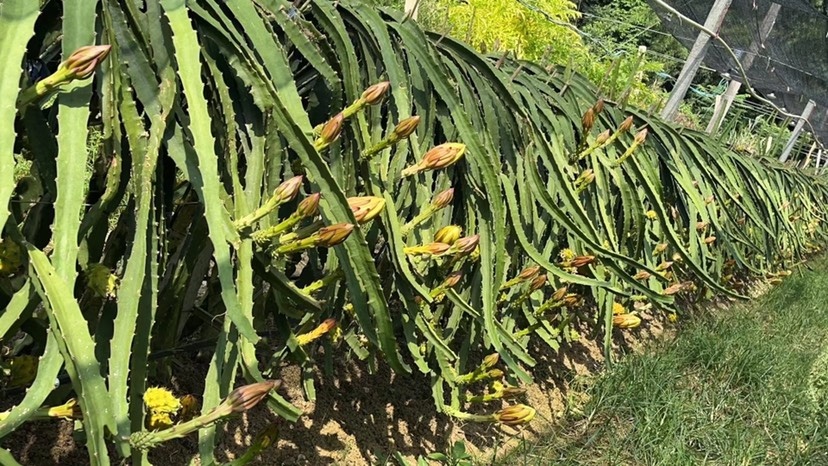 惠州燕窝火龙果 黄皮燕窝果