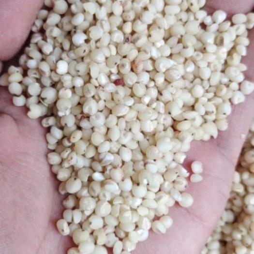 周口高粱米 脱皮高粱米 质量好 价格美丽 量大从优