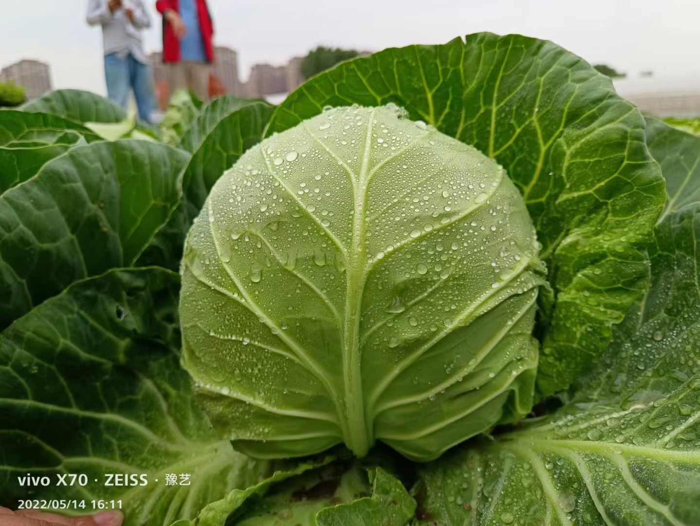 春眼露地越冬甘蓝种子抗寒抗热不抽苔中熟叶色灰绿扁圆形口感好