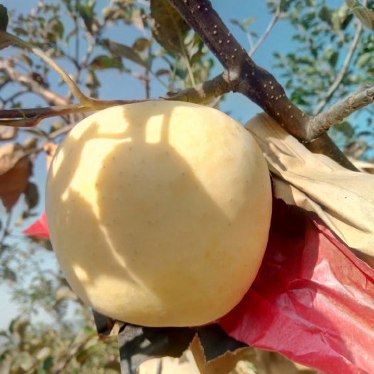 沂源县维纳斯黄金苹果苗 1.5~2米