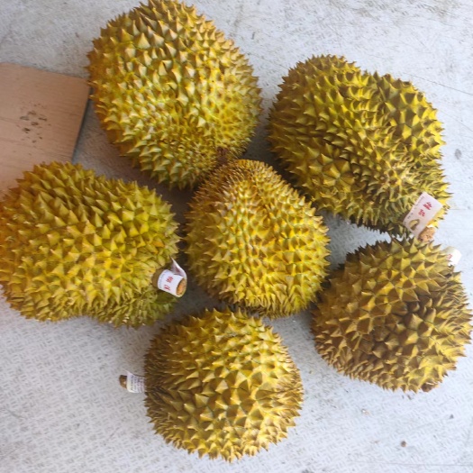 高碑店市泰国金枕榴莲
