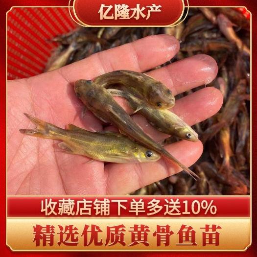 广州黄骨鱼苗 批发黄颡鱼苗批发 黄腊丁鱼苗批发 支持全国发货空