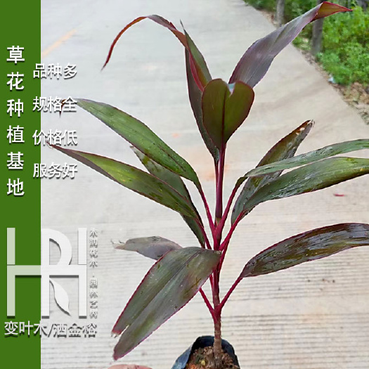 成都红叶朱蕉批发，红叶朱蕉基地，红叶朱蕉价格，大量供应，草花批发