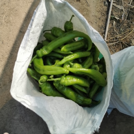 天镇县黄皮椒