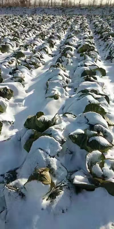 春眼露地越冬甘蓝种子抗寒抗热不抽苔中熟叶色灰绿扁圆形口感好