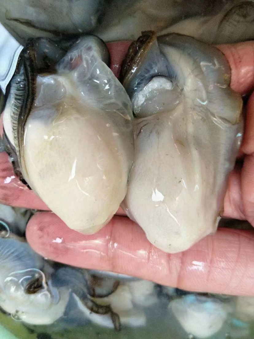 饶平县原产地生产牡蛎大量批发，全壳生蚝新鲜供货，半壳烧烤