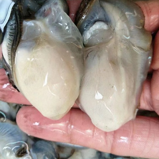 饶平县原产地生产牡蛎大量批发，全壳生蚝新鲜供货，半壳烧烤