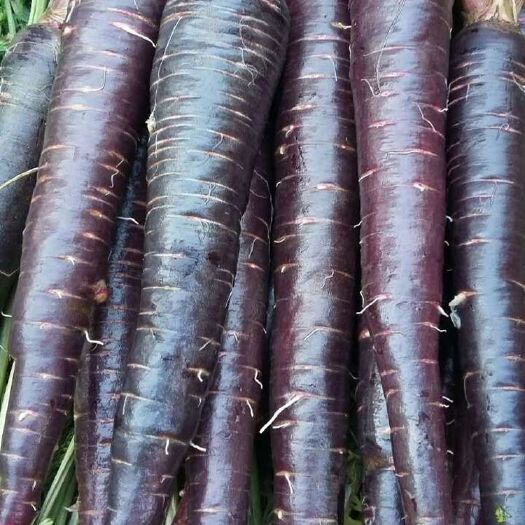 胶州市沙地生鲜花青素胡萝卜,紫色胡萝卜,黑紫色胡萝卜,