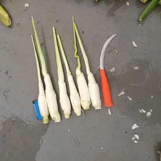 信阳大量茭白上市，大量批发