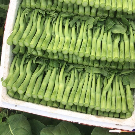 上海菜心，芥蓝，中花产地直销，长期有货