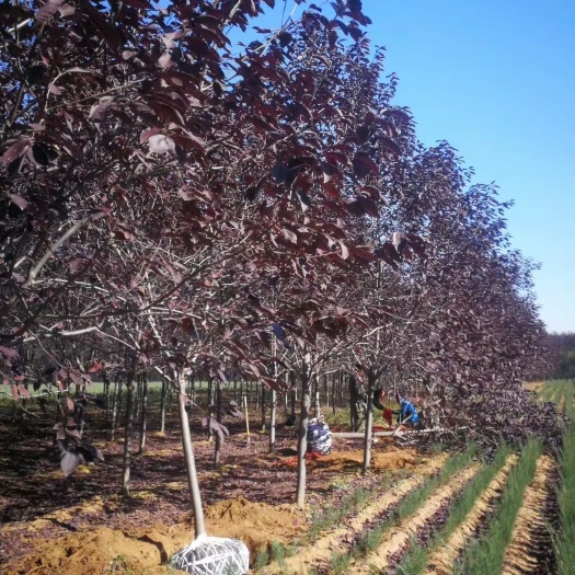 開原市紫葉稠李苗 喬木規(guī)格全 園林綠化苗木 彩色景觀樹種 一手貨源