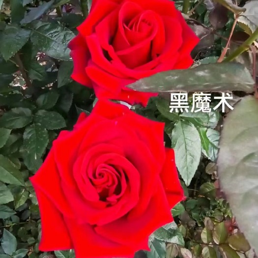 昆明云南基地直供【黑魔术】玫瑰苗鲜切花四季盆栽庭院阳台花卉种苗