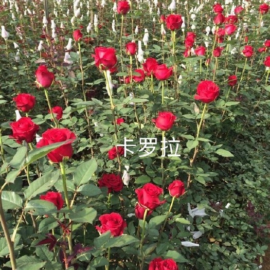 昆明云南基地直供【卡罗拉】月季苗鲜切花种苗裸根扦插小苗四季开花