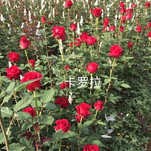 云南基地直供【卡罗拉】月季苗鲜切花种苗裸根扦插小苗四季开花