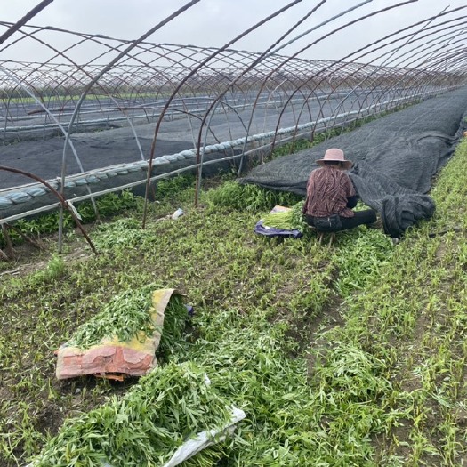 灌云县新上市芦蒿，（摘叶，半摘叶）