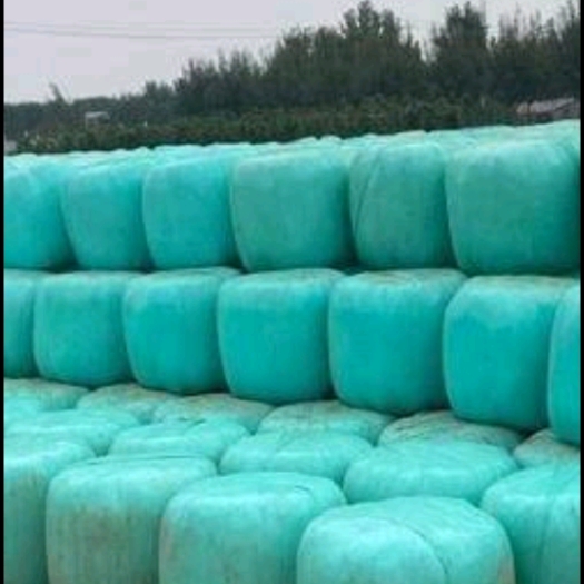 方城县青贮蛋白桑