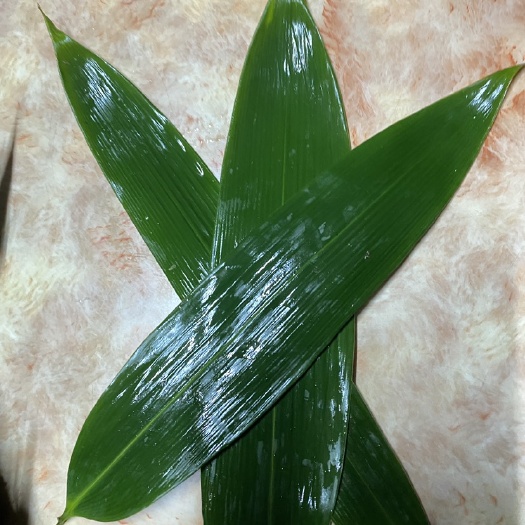 粽叶粽子叶芦苇叶新叶包粽子荷叶