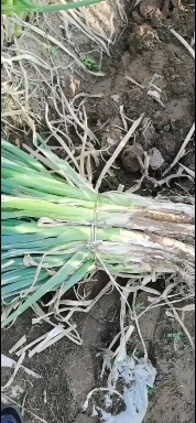 定襄县旱地铁杆大葱上市！葱白粗长，货源充足，