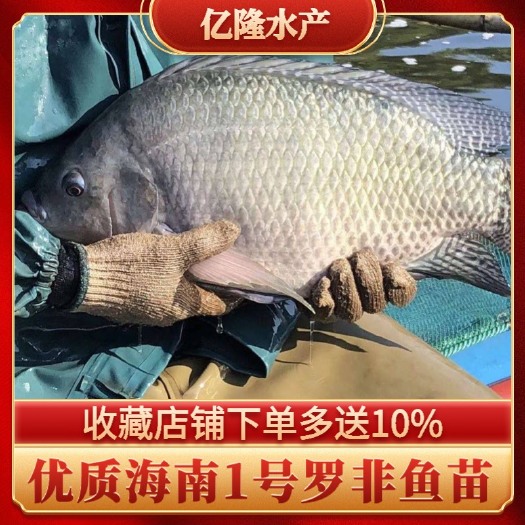 广州海南一号罗非鱼苗  脆肉罗非鱼苗 奥尼罗非鱼苗 新吉富罗非苗