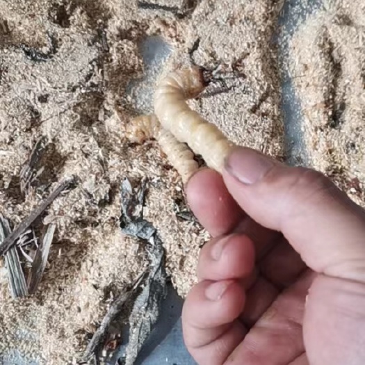斗米虫 现抓好货