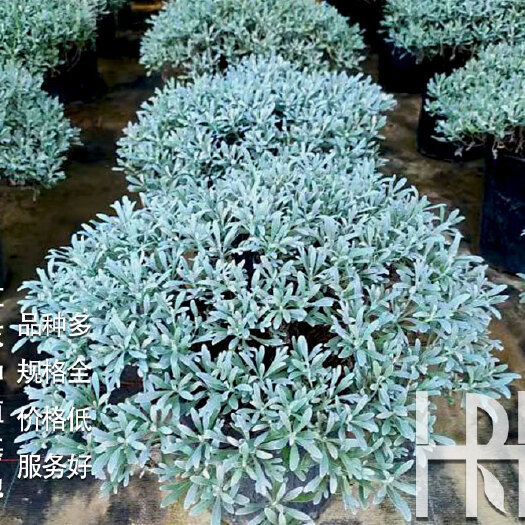 成都芙蓉菊基地，芙蓉菊批发，玉芙蓉香菊千年艾价格，芙蓉菊杯苗