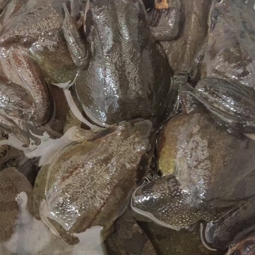 通化县水产 蛤蟆