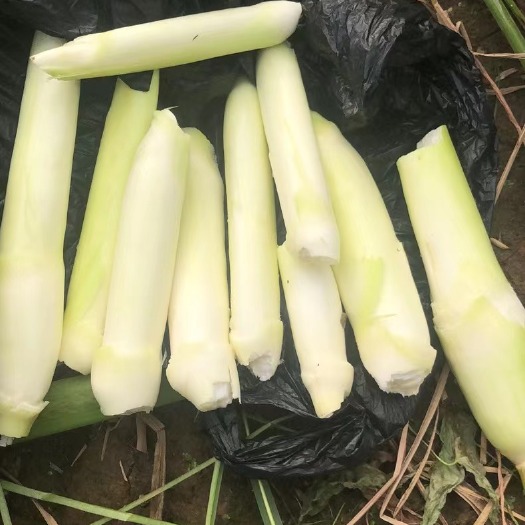 贵阳茭白