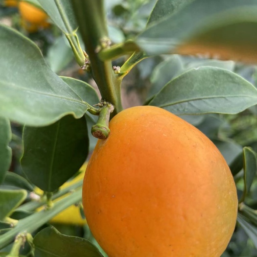 融水县脆蜜金桔