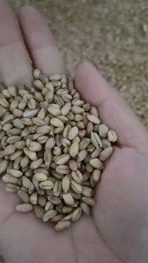 沛县白麦