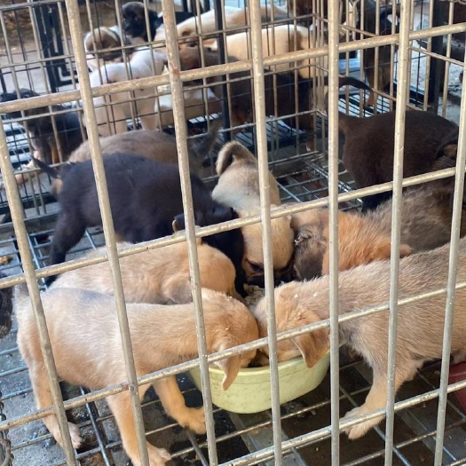 沭阳县土狗、中华田园犬、大骨架土狗杂交大型犬苗！可挑选，包健康