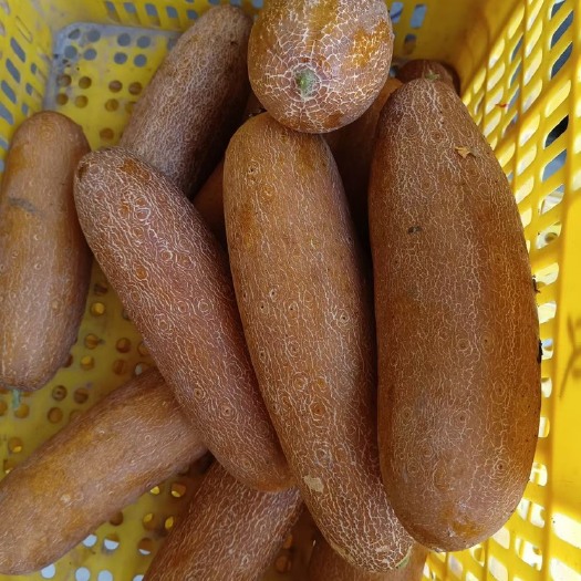 鹤山市老黄瓜
