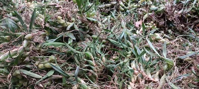 重庆市双叶小果石橄榄
