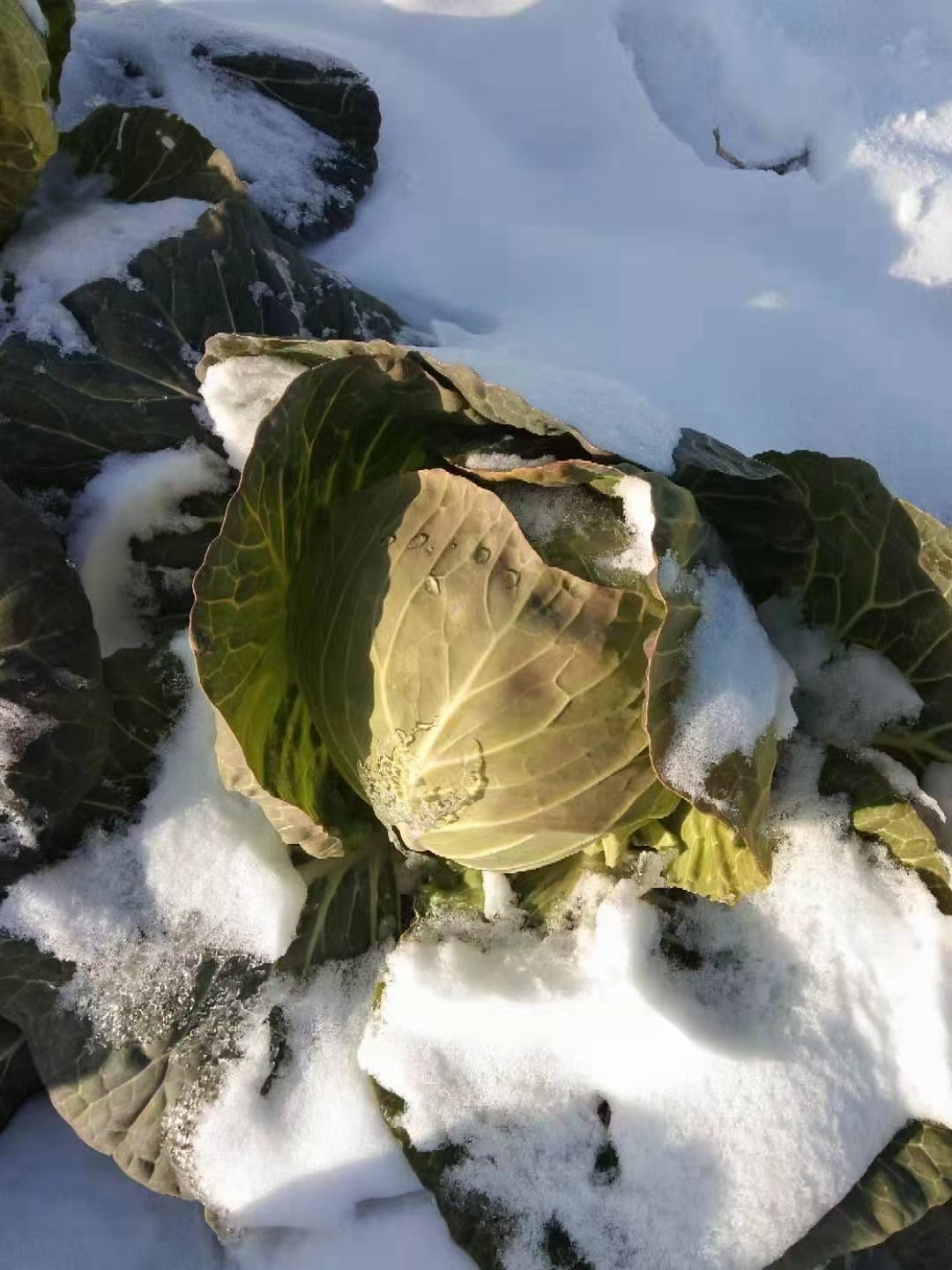 春眼露地越冬甘蓝种子抗寒抗热不抽苔中熟叶色灰绿扁圆形口感好