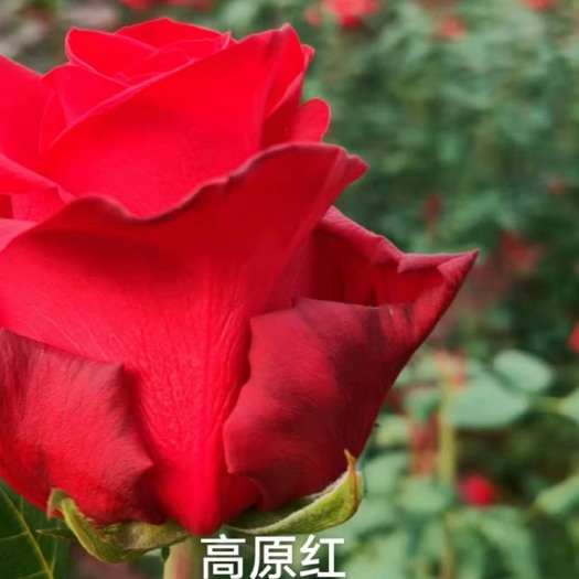 昆明红色系【高原红】红玫瑰苗鲜切花种苗庭院阳台绿植花卉四季开花
