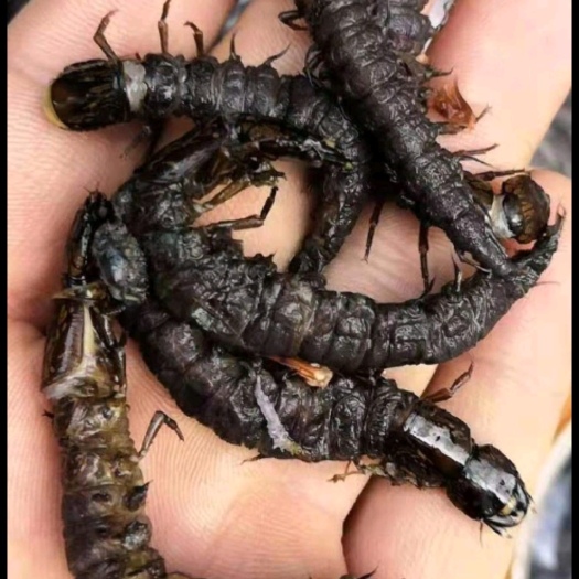爬沙虫 水蜈蚣 贵州苗家美食