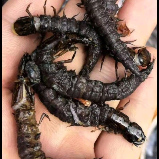 都匀市爬沙虫 水蜈蚣 贵州苗家美食