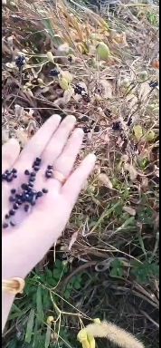 纯新射干种子，干净，