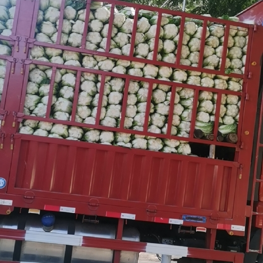 临洮县甘肃临洮县黄心大白菜大量上市价格美丽