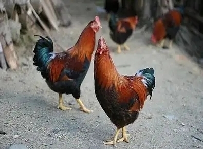 樟树市脱温鸡苗，清远麻鸡