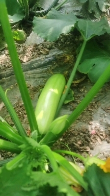 灌云县绿皮西葫芦，。。。。。。。。。。。。。。。。。。。。。。。。