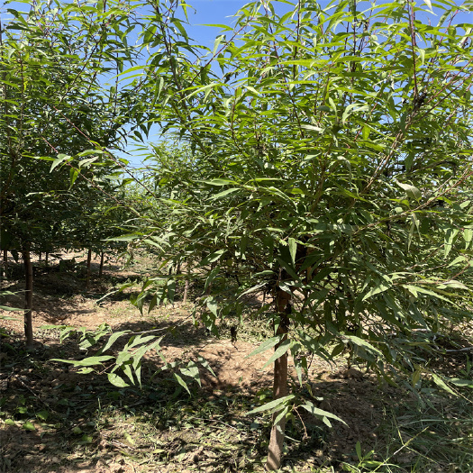 绛县山桃树定植基地-4公分山桃树5公分山桃树装车价格