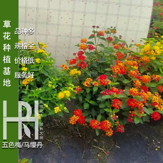 成都五色梅批发，马缨丹基地，马缨丹批发价格，各种草花批发