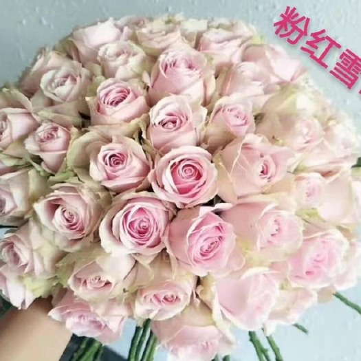 昆明【粉红雪山】月季花苗鲜切花种苗盆栽花卉裸根扦插小苗四季开花