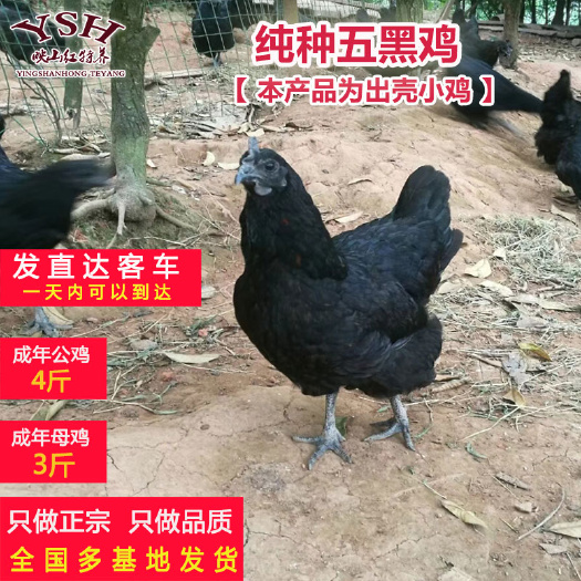 重庆市纯种五黑鸡苗