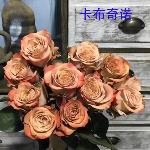 基地直供【卡布奇诺】月季花苗裸根扦插苗盆栽绿植庭院阳台花卉苗