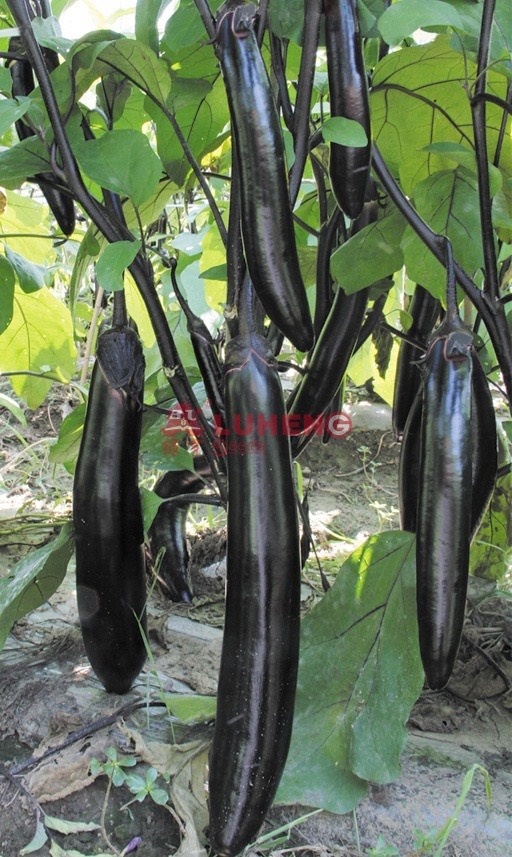 华容县早熟天秀长茄紫黑条茄种子优质高产果长35-40粗5-7cm