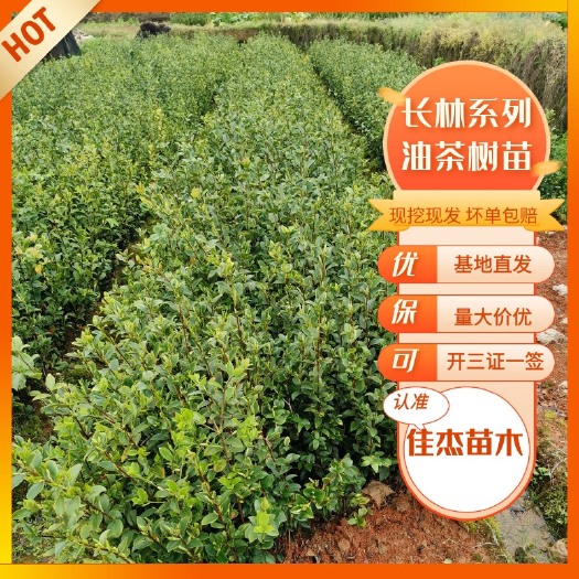丰城市油茶树  长林系列嫁接油茶苗，实力展示图，大基地有保障。